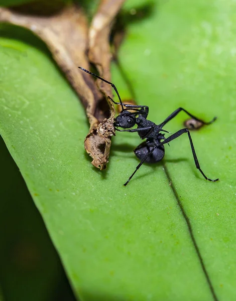 Polyrhachis Armata Comiendo Comida —  Fotos de Stock