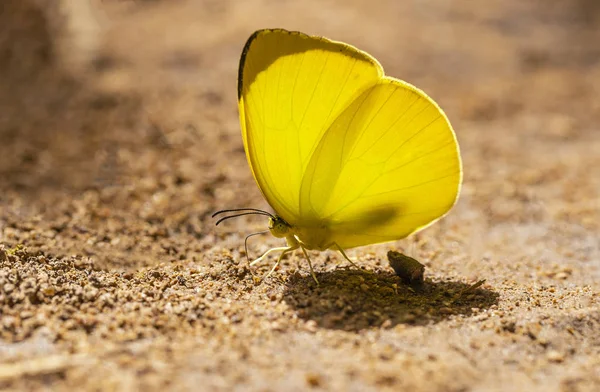 Multi Colored Butterfly Sucking Nutrients Soil Sunny Day — Stock Photo, Image