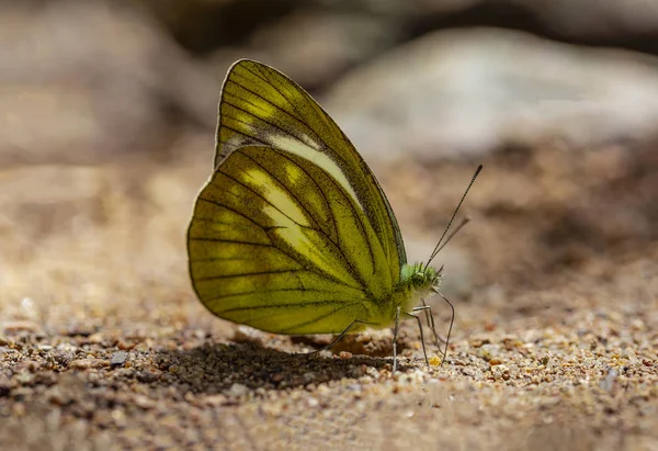 晴れた日に土からの栄養分を吸っているマルチ カラーの蝶 — ストック写真