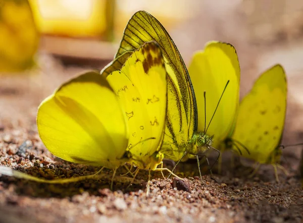 Borboleta Multi Colorido Estão Sugando Nutrientes Solo Dia Ensolarado — Fotografia de Stock