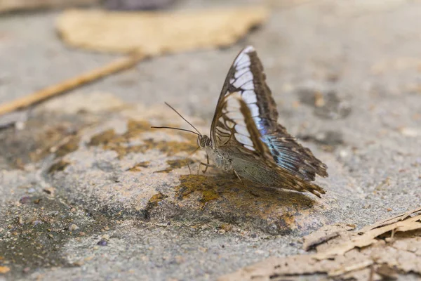 Borboleta Multi Colorido Estão Sugando Nutrientes Solo Dia Ensolarado — Fotografia de Stock