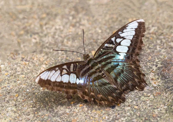 Multi Colored Butterfly Sucking Nutrients Soil Sunny Day — Stock Photo, Image