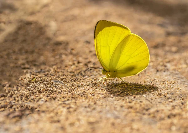 Mariposa Multicolor Están Chupando Nutrientes Del Suelo Día Soleado — Foto de Stock