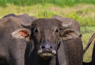 Buffalo yüzünü kapat