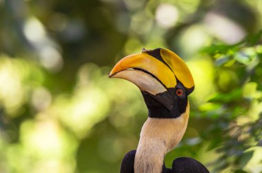 Büyük kartallar Buceros bicornis