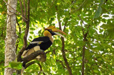 Great Hornbill Buceros bicornis clipart