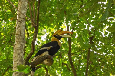 Büyük kartallar Buceros bicornis
