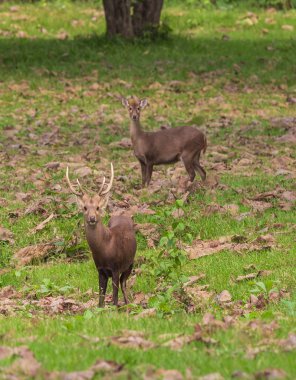 Geyikler Huai Kha Khaeng Wildlife Sanctuary, Tayland