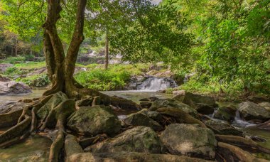 Şelale yanında ağacının kökü