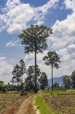 Büyük ağaç ve mavi gökyüzü