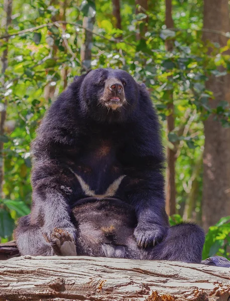 Bärenmännchen Sitzt Auf Dem Felsen — Stockfoto