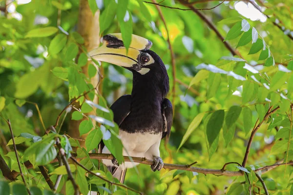 Pied Oriental Hornbill Anthracoceros Albrirostis — Photo