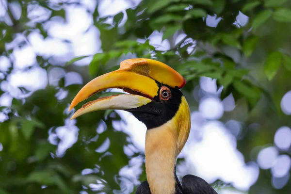 Nagy Szarvascsőrűmadár Buceros Bicornis — Stock Fotó