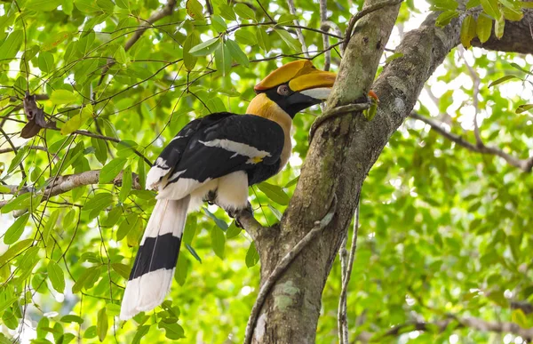 Grote Neushoornvogel Buceros Bicornis — Stockfoto