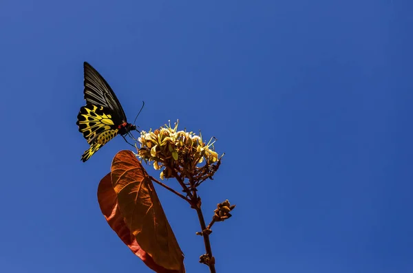 一般的なアゲハチョウ Troides ヘレナ — ストック写真