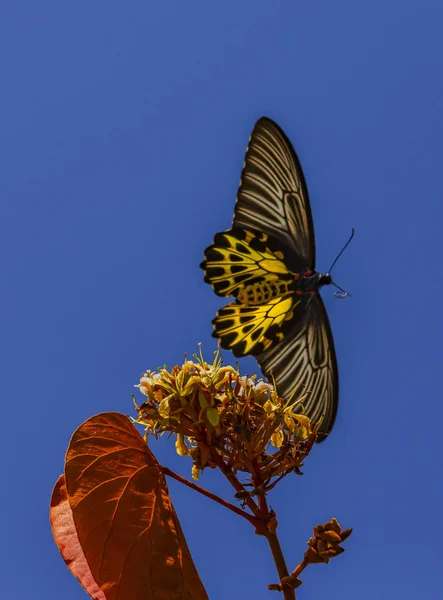 Común Birdwing Troides Helena — Foto de Stock