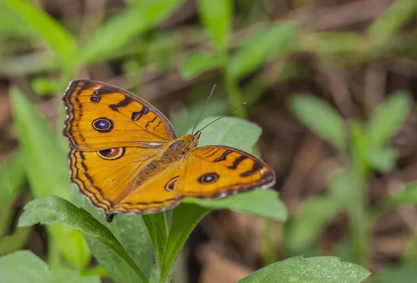 Павич Братки Junonia Almana — стокове фото