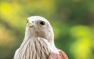 Doğa üzerinde kırmızı şahin