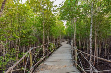 Mangrov orman Sai Dham Beach, İl: Trat, Thailand