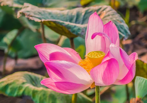 Lotus Jsou Kvetoucí Noci — Stock fotografie