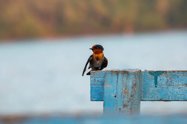 The swallows are cleaning themselves in the morning.