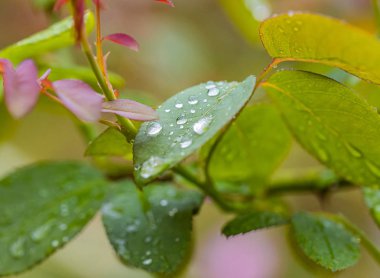 Yağmurdan sonra güzel bir gül