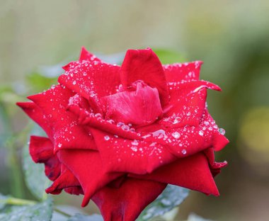 Yağmurdan sonra güzel bir gül