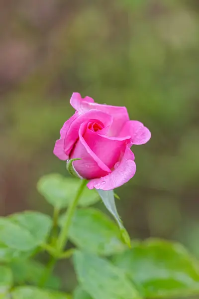 Una Bella Rosa Después Lluvia —  Fotos de Stock