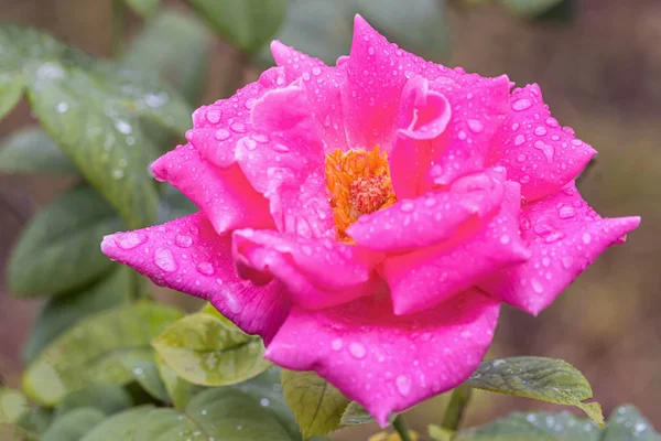 Una Bella Rosa Después Lluvia —  Fotos de Stock