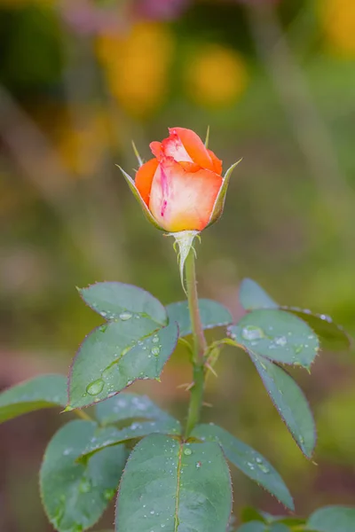 Una Bella Rosa Después Lluvia —  Fotos de Stock