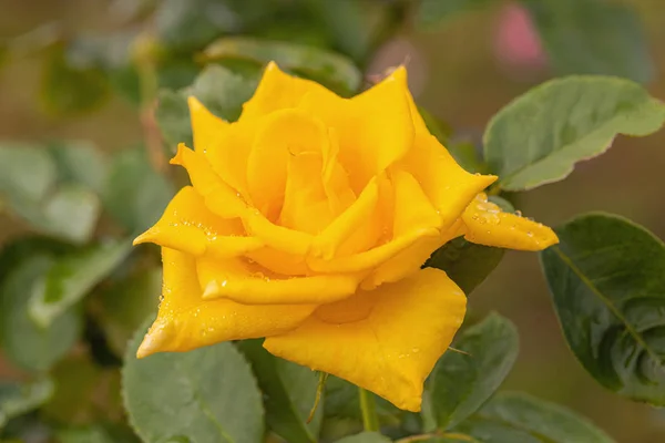 雨の後の美しいバラ — ストック写真