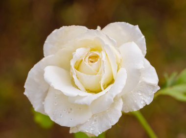 Yağmurdan sonra güzel bir gül