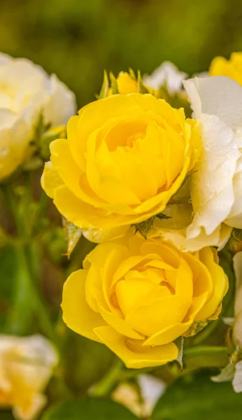 Una Bella Rosa Después Lluvia —  Fotos de Stock