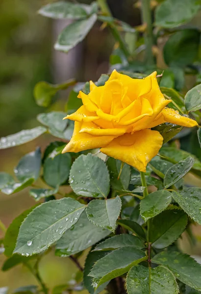 Una Bella Rosa Después Lluvia —  Fotos de Stock