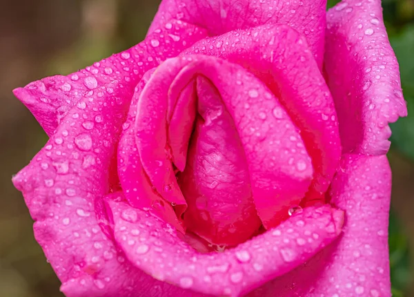 Een Prachtige Rozen Regen — Stockfoto
