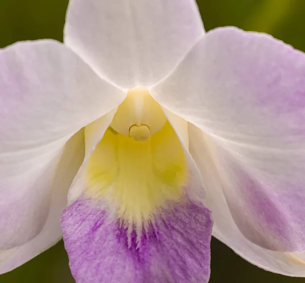Violeta Orquídea Está Floreciendo Para Fondo — Foto de Stock
