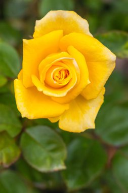 Yağmurdan sonra güzel bir gül