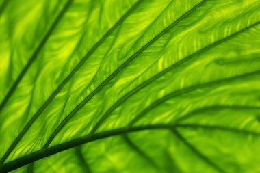 yeşil yaprak için arka plan dokusu