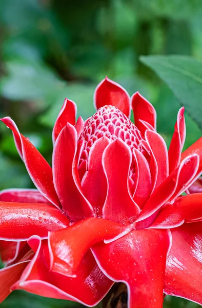 Een Prachtige Bloeiende Fakkel Gember Bloem — Stockfoto