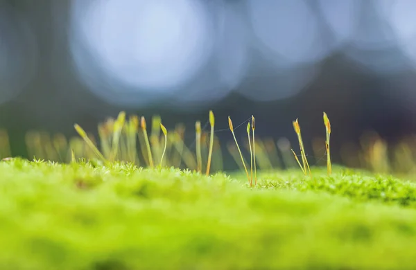 Mousse Dans Nature Pour Fond — Photo