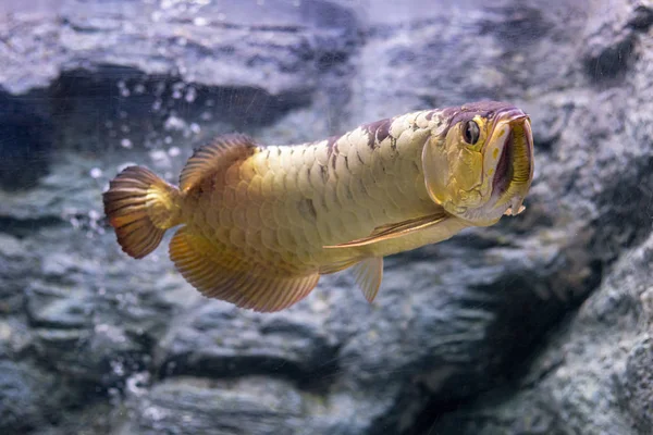 Acerca Los Peces Mar Agua Dulce Acuario —  Fotos de Stock