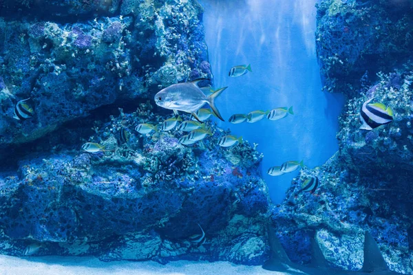 Zeevissen Zoetwatervissen Aquarium Rechtenvrije Stockfoto's