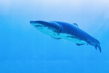 Akvaryumdaki deniz balığı ve tatlı su balığı hakkında.