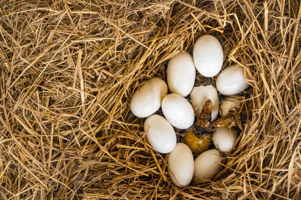 Crocodile Larvae Eggs — Stock Photo, Image