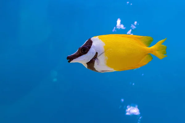 Havsfisk Och Sötvattensfisk Akvarium — Stockfoto