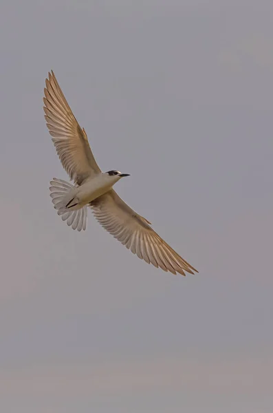 Whiskeed Tern Estão Encontrar Comida — Fotografia de Stock