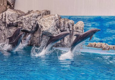 Bizler yunusuz ve daha yükseğe zıplamayı severiz.