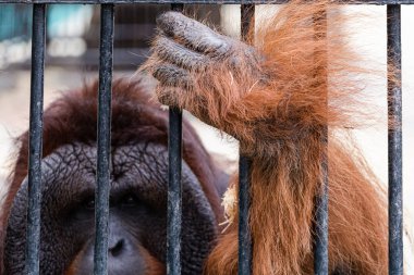 orangutan hayvanat bahçesinde