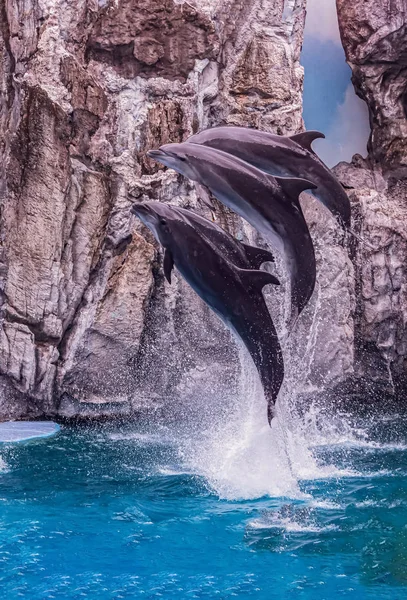 Siamo Delfini Piace Saltare Più Alto — Foto Stock