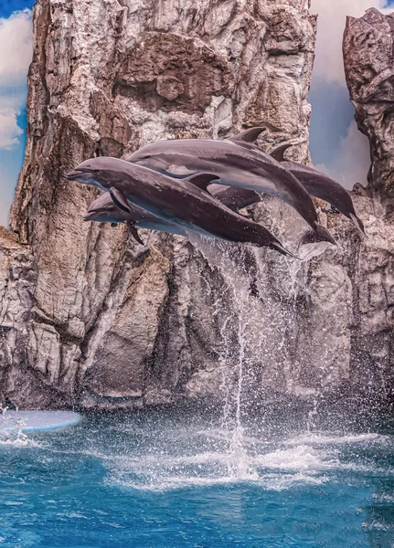 We are dolphins and We like to jump higher